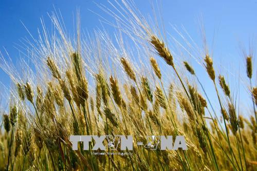 Trung Quốc sẽ chống bán phá giá đối với cao lương nhập khẩu của Mỹ 